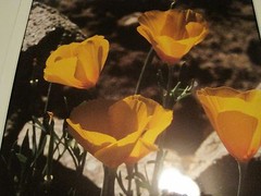 Carol Weeks Floral LE 3/150 Framed and Matted Photograph 22×18″