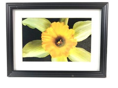 INSIDE THE DAFFODIL, 4×6 » MATTED AND FRAMED PHOTO PRINT, READY TO HANG