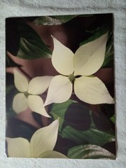 Lot of 8 Photo Prints Flowers & Nature Print Wall Art 8.5″x11, on Kodak