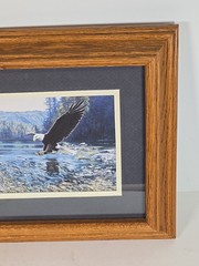Framed American Bald Eagle Print Picture Of Eagle Coming In For A Fish Dinner