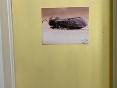 insect wall art photograph- House Moth 8.5×11