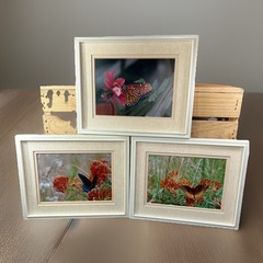 Lot of 3 Photo Monarch Butterfly 5×7 Art Photography Matted Plastic Framed 10×8”