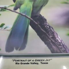 PHOTOGRAPHY Art Prints Lot 4 Vintage BIrds Birding Nature Photos – HW026