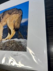 Photograph Signed By Award Winning Stephen W. Oachs LOBO TIMBER WOLF Wildlife