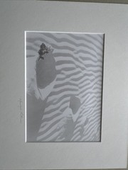 Signed Marilyn Littman Original B&W Photograph Framed Rose Sand Dunes