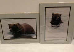 Lot Of 2 11X14” Matted Grizzly Bear Photos By Famous Photographer Wendell Welch