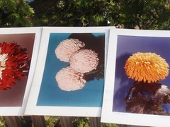LOT OF 3 ORIGINAL COLOR PHOTOGRAPHS OF PLANTS FLOWERS 14.5 X 10.25 INCHES