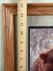 Vintage Jasper James Signed Framed Grizzly Bear Framed Nature Photography 16×13”