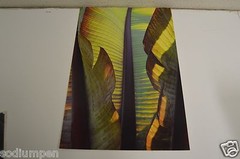 BEAUTIFUL 18″ x 12″ Photo Photograph Print BO BIXLER San Francisco Nature Plant