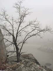 BRUCE BLUM SIGNED SEPIA Photo Print (19″X 24 «)-«Tree on Ledge»