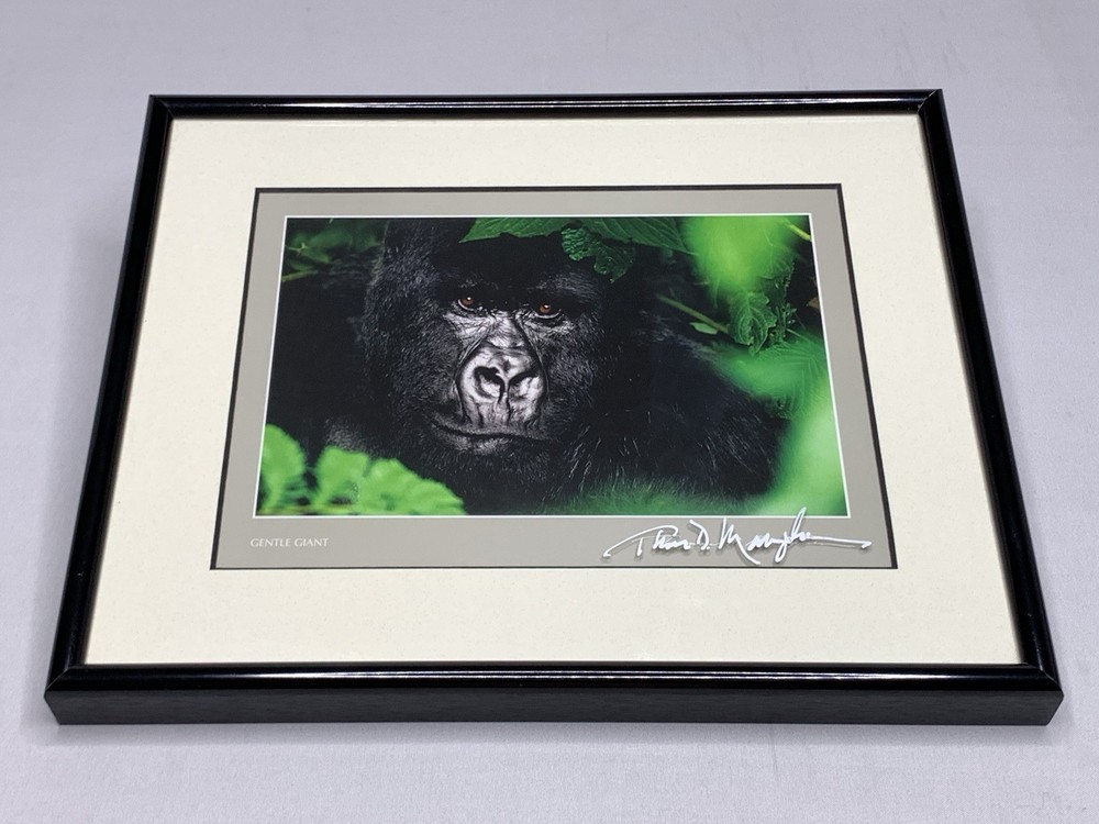 Thomas Mangelsen 8X10 «Gentle Giant The Silverback» Image of Nature P155