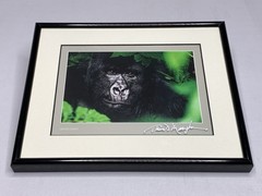 Thomas Mangelsen 8X10 «Gentle Giant The Silverback» Image of Nature P155