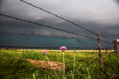 Country Photography Print: Texas Pink Thistle Flower Storm Barbed Wire Photo