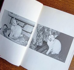 Nobuyoshi Araki Chiro My Love Photo 1992 Cat Photograph