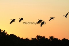Ibis Photo, Pick One Image – Various Sizes