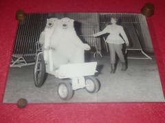 [CIRCUS] Large Vintage Photo / The Wise Bears Circa 1970 40 X 30 cm
