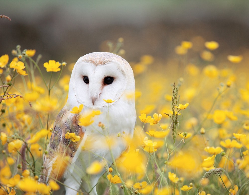 Barn Owl in the Field of Flowers 11×14 Photograph Print 11″x14″