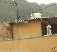 ALEC SOTH ‘Untitled 08’, 2003 from Dog Days Bogotá series SIGNED Photograph NEW!