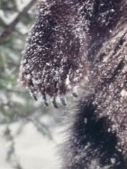 Millcreek Wildlife Reflections Signed James T Jones Photograph Grizzly Bear Snow