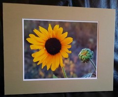 Matted Photograph: Sunflowers 1