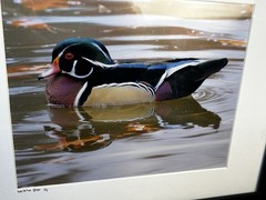 Male Wood Duck Signed Photograph William Dow 2014 Matted And Framed 17”x14”