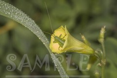 Nature: Small green beetle in a yellow wildflower with dew Picture Photo Print
