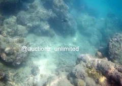 Digital Image Picture Photo Pic Andaman India underwater coral life scuba AND028