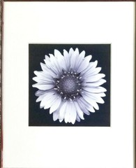 Flower Photograph 20″ X 24″ Black & White Flower Closeup Framed
