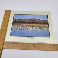 PHOTOGRAPHY Art Prints Lot 4 Vintage BIrds Birding Nature Photos – HW028