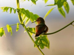Photograph RUFOUS HUMMINGBIRD AT SUNRISE Double matted Limited Edition 7/250 COA