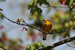 Prothonotory Warbler Photo, Pick One Image – Various Sizes
