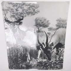 Lilo HESS: Greater Kudo, 1950s for LIFE Magazine / PIX-K / VINTAGE / STAMPED