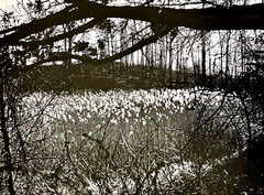 Original SIGNED N. JAY JAFFEE Gelatin Silver Photograph (Flowers in Landscape)