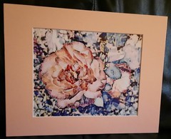 Matted Photograph: Rose Whispers
