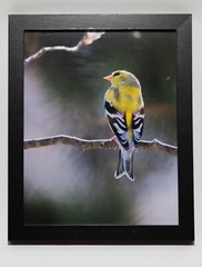 *One of a Kind* 8×10 Photograph of Yellow Finch with Black Frame