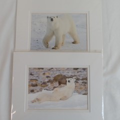 Polar Bear Photography Prints Set of 2 Matted Wildlife Art Photos Mike Johnson