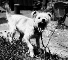 «Bellender Hund», angry DOG by Eduard PEZDIKA, Vienna, vintage fine art negative