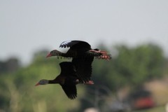 Black Bellied Whistling Duck Photo, Pick One Image – Various Sizes