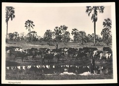 Photograph Otjimpollofeld – German South West Africa / Namibia, Native Hats