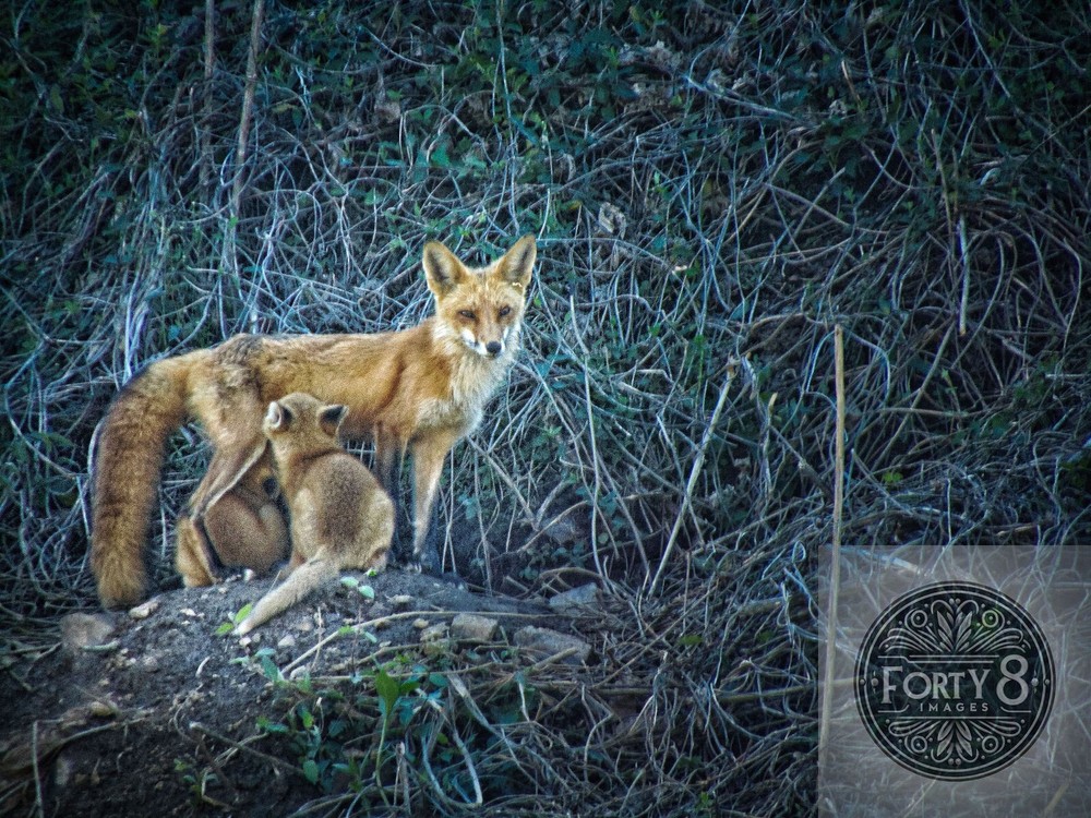 Animal Print – Fox and Cubs 16×20 Matte Print