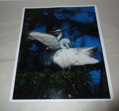 Beautiful Photograph of Great White Egrets, Louisiana 8 x10 Kodak Picture Maker