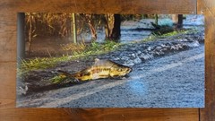 Salmon Crossing The Road/10×20 Print