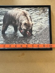 Vintage 8 x 10 Kodak Photograph Wild Grizzly Bear Eating Fish