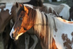 Chincoteague Pony Photo – Mare Freckles – Pick One Image -Various Sizes