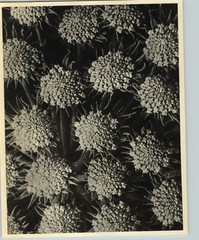 1942 Original BOTANICAL PLANT Moon Carrot Flower Photo Art KARL BLOSSFELDT