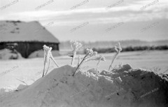 Negative-Tarutino-Kaluga-Russia-34th Inf. Div-Medical Company-Winter-1941-147