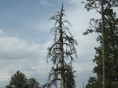 Ghostly Tree Flagstaff, Arizona. 8″ X 10″ Framed With Glass