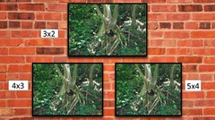 Monkey in a Tree, High Resolution Image, Many Formats, TV Art