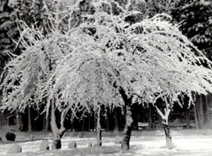 1972 1920 Ansel Adams Winter Time Apple Orchard Yosemite National Park Art Photo