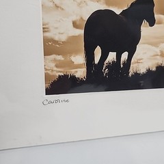 Horse Photograph Lot of 3 Equestrian Caroline Christie Signed Matted